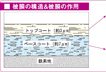 被膜の構造&被膜の作用